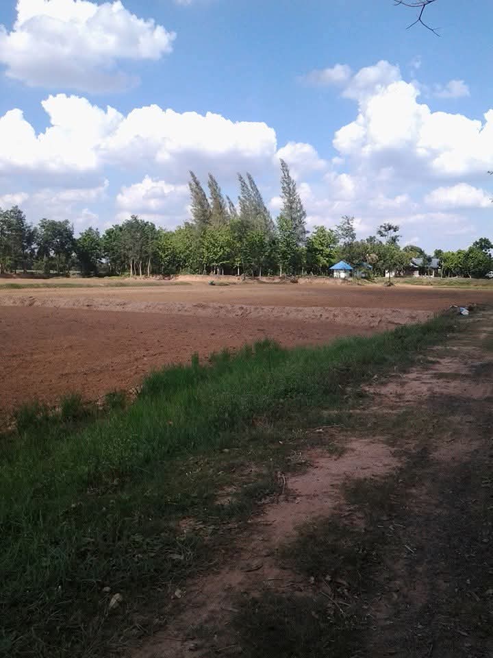 The bare rice field before the lake was dug — the future site of the park