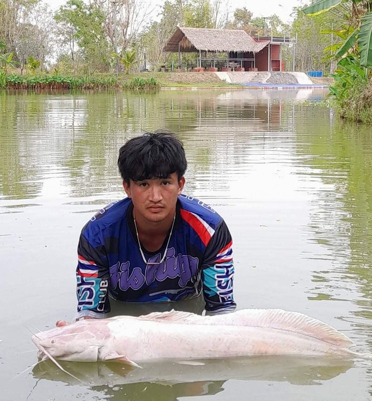 Albino African sharptooth catfish caught at Buriram Monster Fishing Park