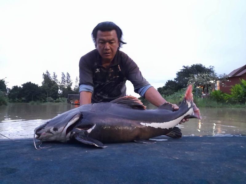 Amazon redtail catfish caught at Buriram Monster Fishing Park