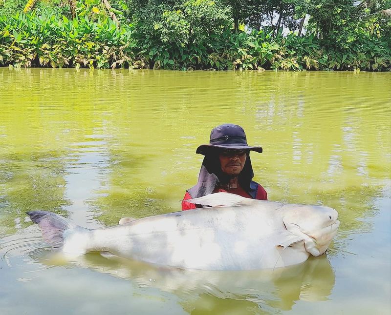 Chao Phraya giant catfish caught at Buriram Monster Fishing Park
