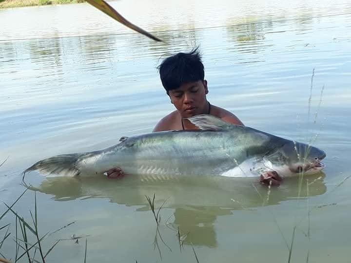 Emerald green catfish caught at Buriram Monster Fishing Park