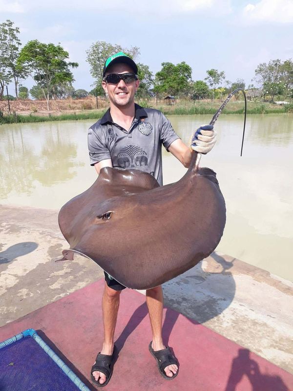 Giant freshwater whipray caught at Buriram Monster Fishing Park