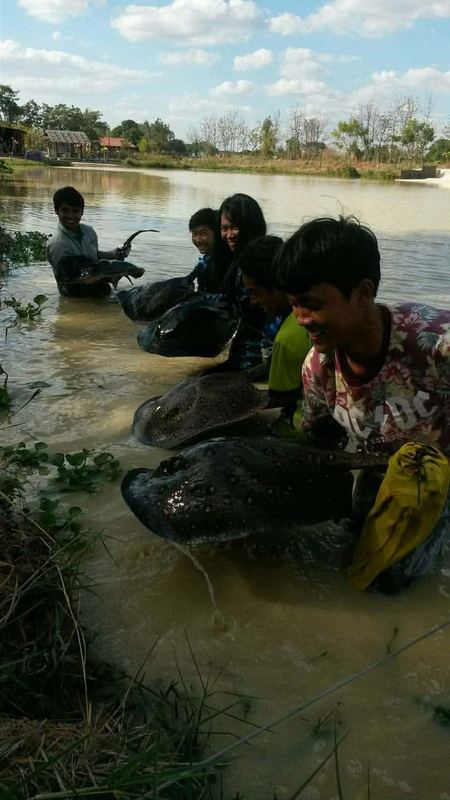 Stingrays — ocellate river, black diamond, pearl river, motoro × pearl hybrid caught at Buriram Monster Fishing Park