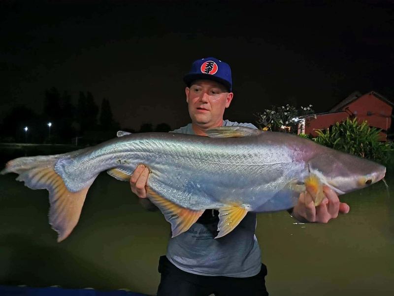 Striped catfish caught at Buriram Monster Fishing Park