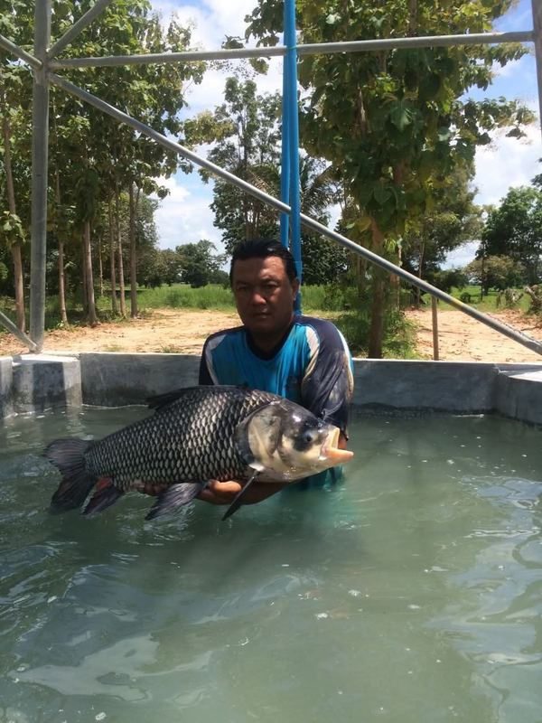 Transporting the fish by truck