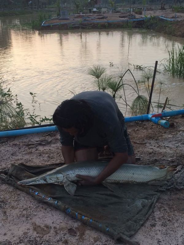Releasing the fish into the new lake
