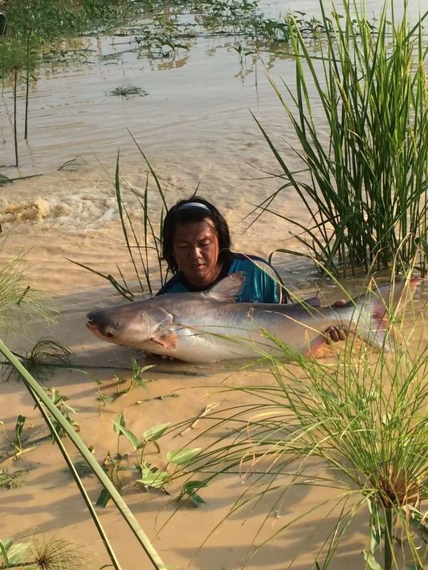 Lifting a monster fish into the transport tank