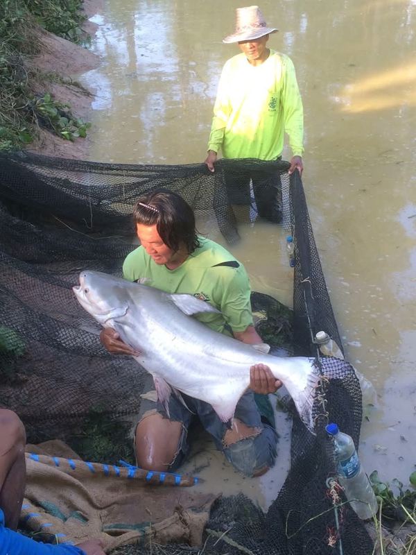 Win with a giant catfish during the move